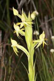 Image result for Centrostigma occultans