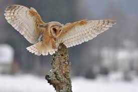 Like many owls, barn owls swallow prey whole, then regurgitate. Barn Owl Barn Owl Owl Landing Owl Portrait