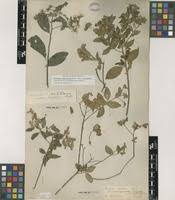 Image result for Vernonia amblyolepis