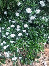 Image result for Pavetta sp. A