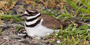 Charadrius vociferus killdeer are brown and tan above, white below and they have two dark chest bands, large heads, big eyes and short, stout bills. Dumb And Dumber Killdeer Is Bad Actor