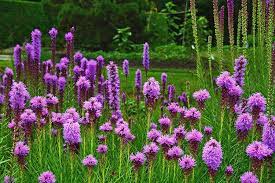 What Does A Blazing Star Flower Look Like Best Flower Wallpaper