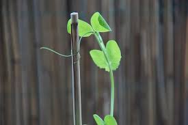 More images for peas turning yellow » Top Problems Growing Peas And How To Fix It Ready To Diy