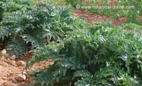 It is thistle like in appearance can be pickled, baked, fried, boiled or stuffed. Characteristics Of Artichoke Cynara Scolymus Botanical Online