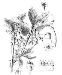 Image result for Vangueria esculenta