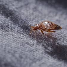 Pest control may appear fairly straight forward, but the duties of a professional pest control specialist require a load of pest control training about insects that's pest control 101. Do It Yourself Diy Pest Control Products