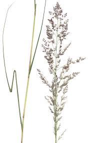 Image result for Eragrostis gummiflua