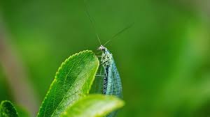 Wer im herbst in der wohnung, im schuppen oder auf dem dachboden die in der freien natur so unscheinbaren florfliegen entdeckt, sollte sie nicht bekämpfen. Florfliege Was Du Uber Den Nutzling Wissen Musst Utopia De