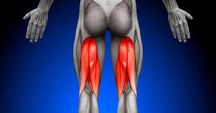 The gluteus maximus is one of the most important muscles in the body, and keeping it strong can help support the lower back. Tight Hamstrings Healthquest Physical Therapy