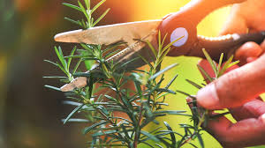 Image result for rosemary pruning