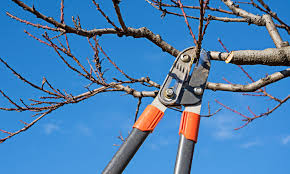 Start pruning your fruit trees with the right techniques. In The Garden Time To Prune Fruit Trees