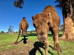 Not forgetting the wild bactrian camel. Our Story Dromedairy Body Skin