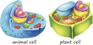  made of protein and help with the movement of individual cells animal cell plant cell what do plant and animal cells. Plant Vs Animal Cells Did You Ever Actually Take A Closer By Aryaman Kukal Medium