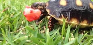 Red Foot Tortoise Care Temperature Red Foot Tortoise