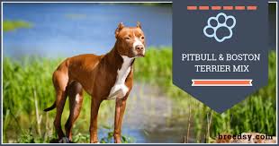 Boston Terrier Pitbull Mix Our Guide With Fun Facts And