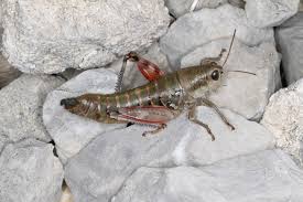 Image result for Landolphia incerta