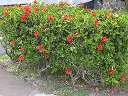 Hibiscus Rosa Sinensis Hibiscus Rosa Sinensis Garden Hedges Sun Plants