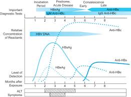 hepatitis b surface antigen an overview sciencedirect topics