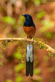 Black And White Bird With Orange Beak And Long Tail White Rumped Shama Beautiful Birds Most Beautiful Birds Pretty Birds