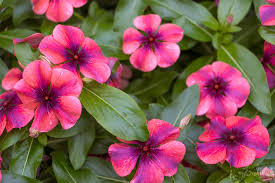 Check spelling or type a new query. New And Newly Discovered Deer Resistant Annuals Le Jardinet