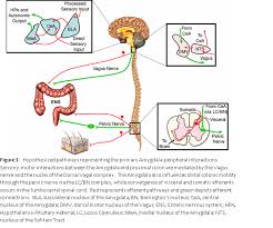 Dicyclomine is used to treat a certain type of intestinal problem called irritable bowel syndrome. The Brain Gut Connection Dr Nicholas L Depace M D F A C C