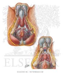 This diagram depicts heart diagram with parts and labels. Arteries And Veins Of Perineum Male Blood Supply Of Perineum