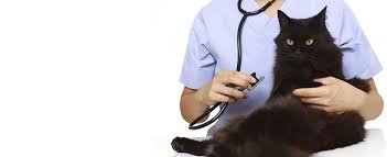 Our list includes low cost spay/neuter clinics, animal rescue organizations, voucher programs and other organizations that provide discounted spay/neuter services or vouchers in connecticut and neighboring states. Beckoning Cat Project Low Cost Neuter Spay Clinic For Cats