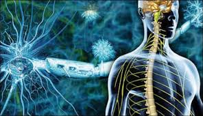 Diploma in Chiropractic