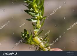 Image result for Elatinaceae