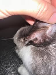 Image result for scabies rabbits ears