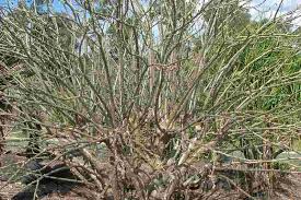 Image result for Jatropha scaposa