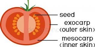 Parts Plant Morphology Anatomy Tomato Ripe Red Fruit Tomato Fruit Stock Aff Morphology Anatomy Parts Plant Ad