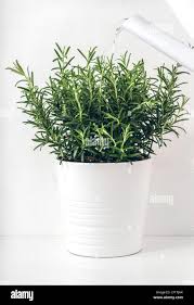 Image result for rosemary container