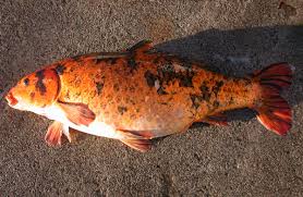 Tetrapond koi growth food is designed to soften quickly for toothless pond fish. Koi Carp New Zealand Animal Pests And Threats