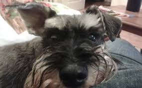 Parents work hard to find affordable childcare near me with all the perks. Dog And Cat Kennel Costs In The Uk How Much Should You Pay