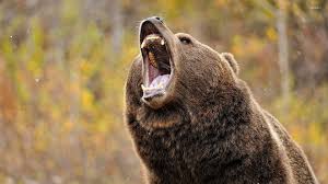 Maybe you would like to learn more about one of these? Brown Bear Wallpaper Animal Wallpapers 34045