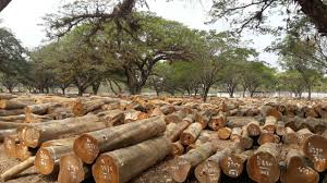 Contoh surat pengantar proposal kegiatan hut ri. Hutan Produksi Pengertian Fungsi Pengelolaan