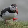 Some fossil penguins were larger than the ones that exist today, with one species almost as tall as a man (170cm). Https Encrypted Tbn0 Gstatic Com Images Q Tbn And9gcsnbytz5mq8r J3c Kovv Byrgvpm9jrw9n2fqvcr5tyljxr95y Usqp Cau