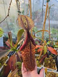 Image result for Tephrosia miranda