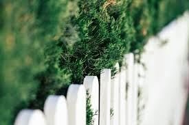 The leyland cypress is a fast growing privacy hedge that can grant you a secluded retreat. Best Fast Growing Privacy Trees For Your Yard Perfect Plants