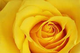 We associate it with diversion, explosiveness its clusters of orange and yellow flowers typically bloom all the way up to late spring. Rose Color Meanings For Every Color Rose Reader S Digest