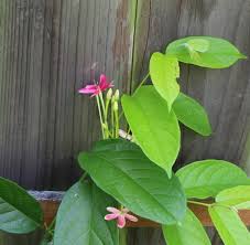 Image result for Combretum indicum