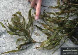 Image result for Potamogeton