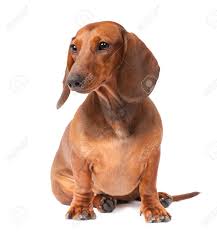 Dachshunds belong to the group of small hunting dogs, invariably popular for years. Short Haired Dachshund Dog Isolated Over White Background Stock Photo Picture And Royalty Free Image Image 9321097
