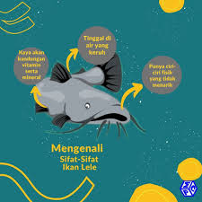 Maybe you would like to learn more about one of these? Mengenal Sifat Ikan Lele Yang Tersembunyi Apa Saja Pt Mutiaracahaya Plastindo