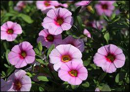 Image result for calibrachoa million bells