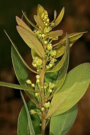 Image result for Clutia swynnertonii