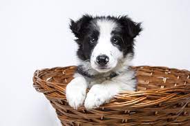 Check spelling or type a new query. 107 Best Black And White Dog Names For 2019 The Dog People
