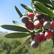 Image result for Podocarpus latifolius