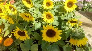 Berikut infonya sunflower little leo £2.29 from mr fothergills seeds sunflower little dorrit f1 £2.69 from mr fothergills seeds Tanaman Bunga Matahari Mini Sun Flower Little Leo Shopee Indonesia